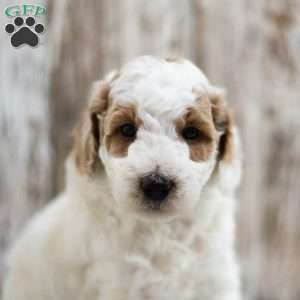 Mack, Mini Labradoodle Puppy