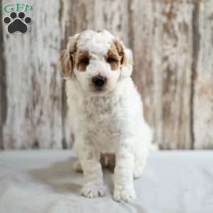 Mack, Mini Labradoodle Puppy