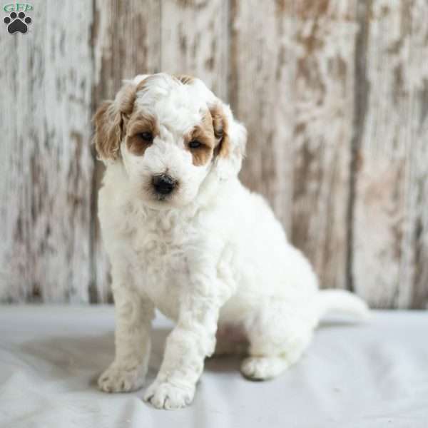 Mack, Mini Labradoodle Puppy