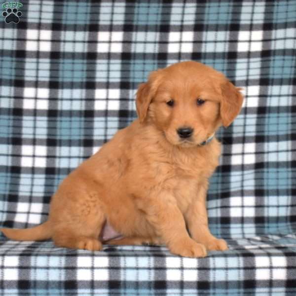 Madison, Golden Retriever Puppy