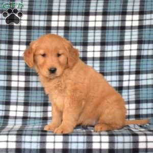 Madison, Golden Retriever Puppy