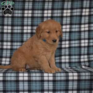 Madison, Golden Retriever Puppy