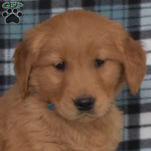 Madison, Golden Retriever Puppy