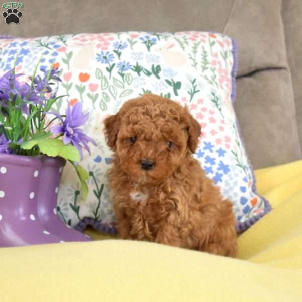 Maggie, Miniature Poodle Mix Puppy