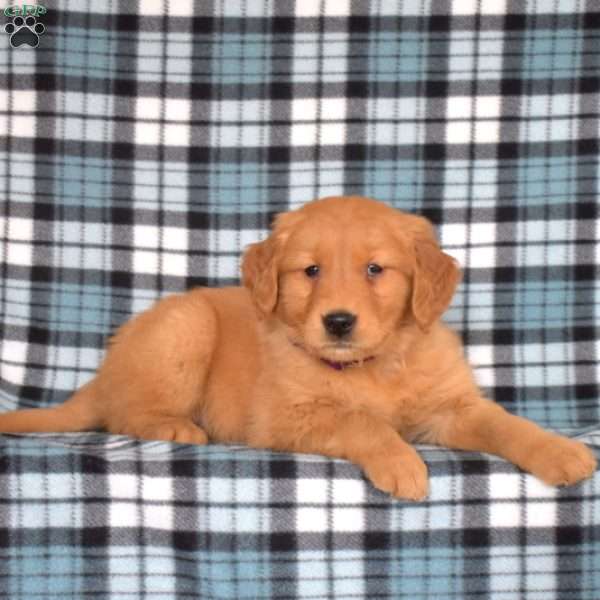 Maggie, Golden Retriever Puppy