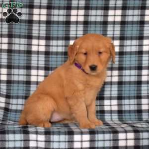 Maggie, Golden Retriever Puppy