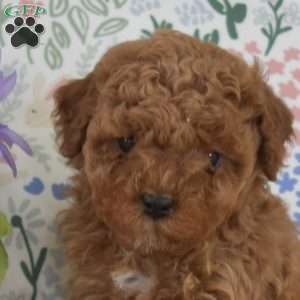 Maggie, Miniature Poodle Mix Puppy