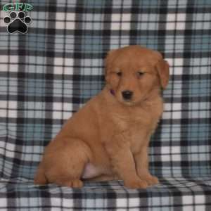 Maggie, Golden Retriever Puppy