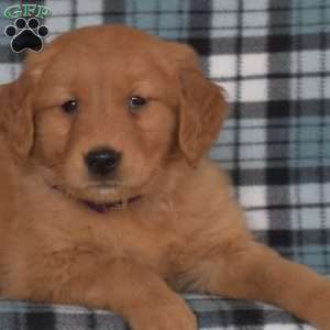 Maggie, Golden Retriever Puppy