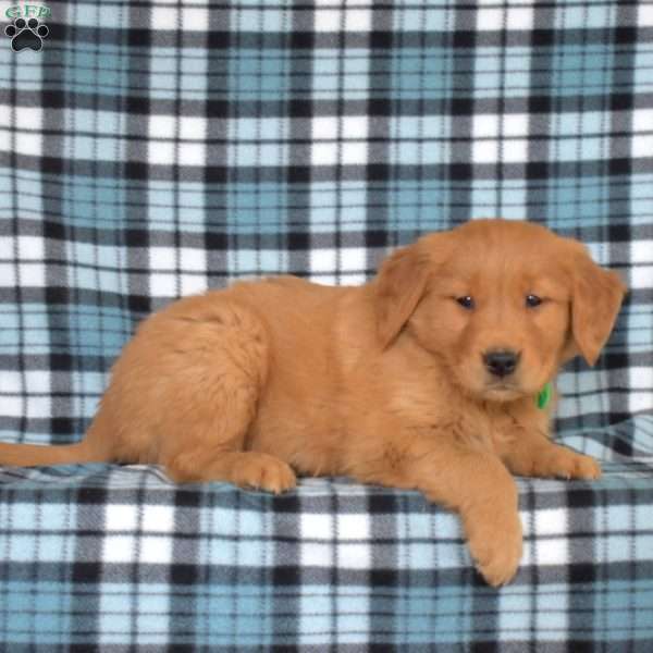 Major, Golden Retriever Puppy