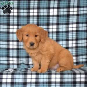 Major, Golden Retriever Puppy