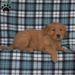 Major, Golden Retriever Puppy