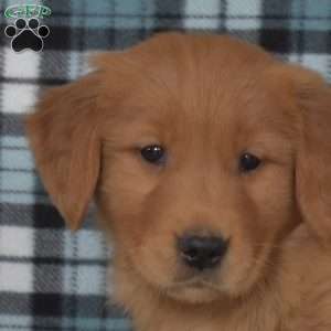 Major, Golden Retriever Puppy