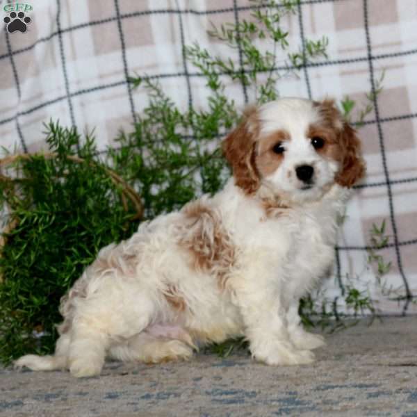 Major, Cavapoo Puppy