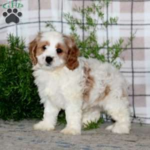 Major, Cavapoo Puppy