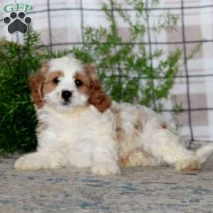 Major, Cavapoo Puppy