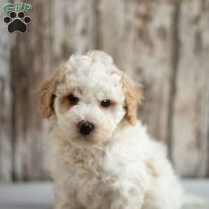 Makayla, Mini Labradoodle Puppy