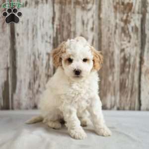 Makayla, Mini Labradoodle Puppy