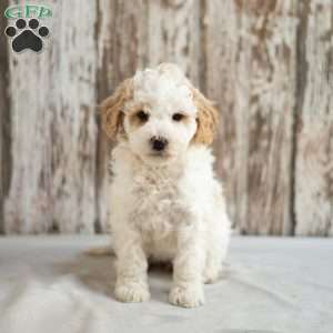 Makayla, Mini Labradoodle Puppy