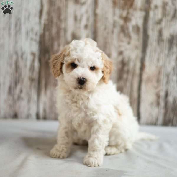 Makayla, Mini Labradoodle Puppy