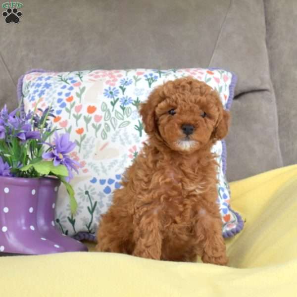 Mango, Miniature Poodle Mix Puppy