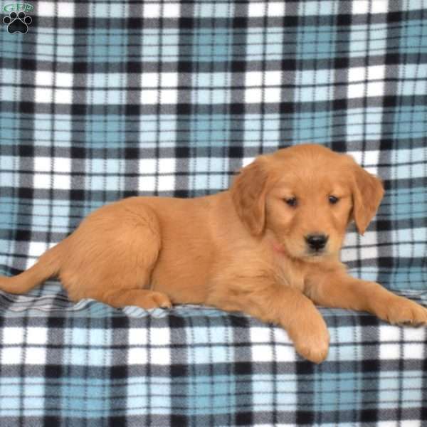 Mango, Golden Retriever Puppy