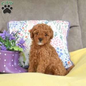 Mango, Miniature Poodle Mix Puppy