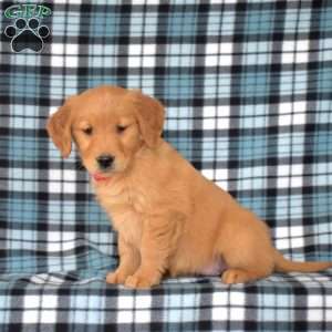 Mango, Golden Retriever Puppy