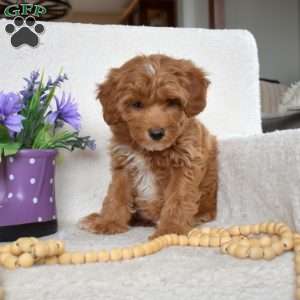 Mango, Yorkie Poo Puppy