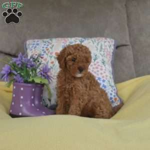 Mango, Miniature Poodle Mix Puppy