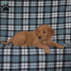 Mango, Golden Retriever Puppy