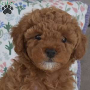 Mango, Miniature Poodle Mix Puppy