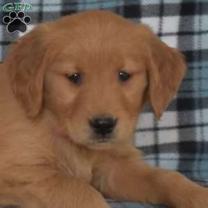 Mango, Golden Retriever Puppy