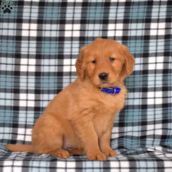 Maple, Golden Retriever Puppy