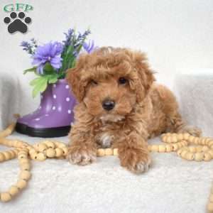 Maple, Yorkie Poo Puppy