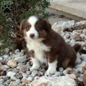 Maple, Miniature Australian Shepherd Puppy