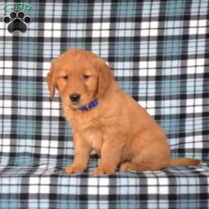 Maple, Golden Retriever Puppy