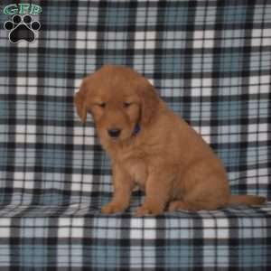 Maple, Golden Retriever Puppy