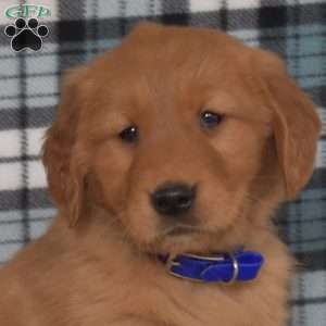 Maple, Golden Retriever Puppy