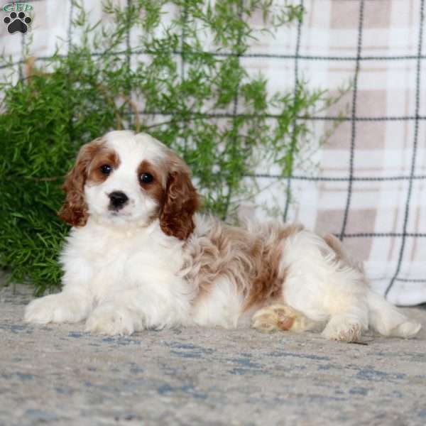 Marble, Cavapoo Puppy