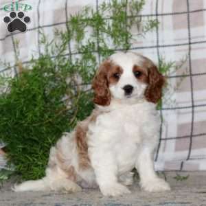 Marble, Cavapoo Puppy