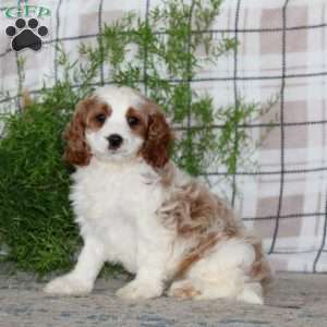 Marble, Cavapoo Puppy