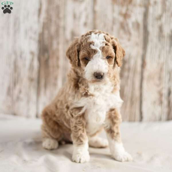 Marissa, Mini Labradoodle Puppy