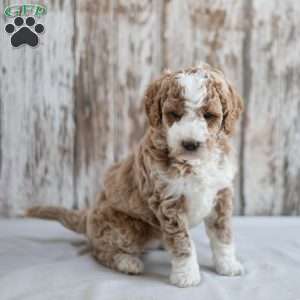 Marissa, Mini Labradoodle Puppy