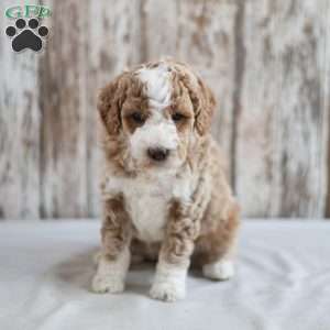 Marissa, Mini Labradoodle Puppy