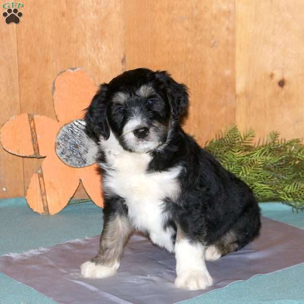 Marley, Bernedoodle Puppy