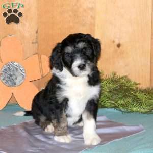 Marley, Bernedoodle Puppy