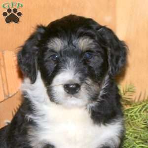 Marley, Bernedoodle Puppy