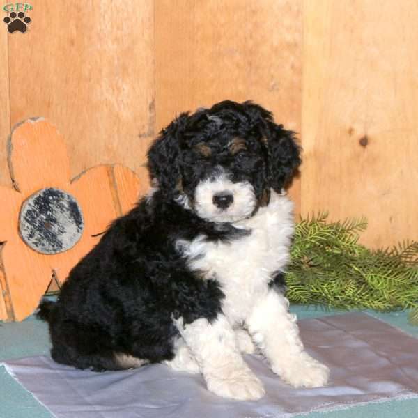 Mars, Bernedoodle Puppy