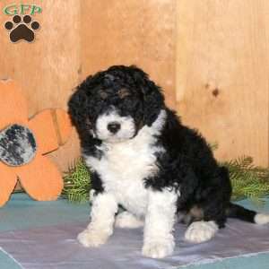 Mars, Bernedoodle Puppy